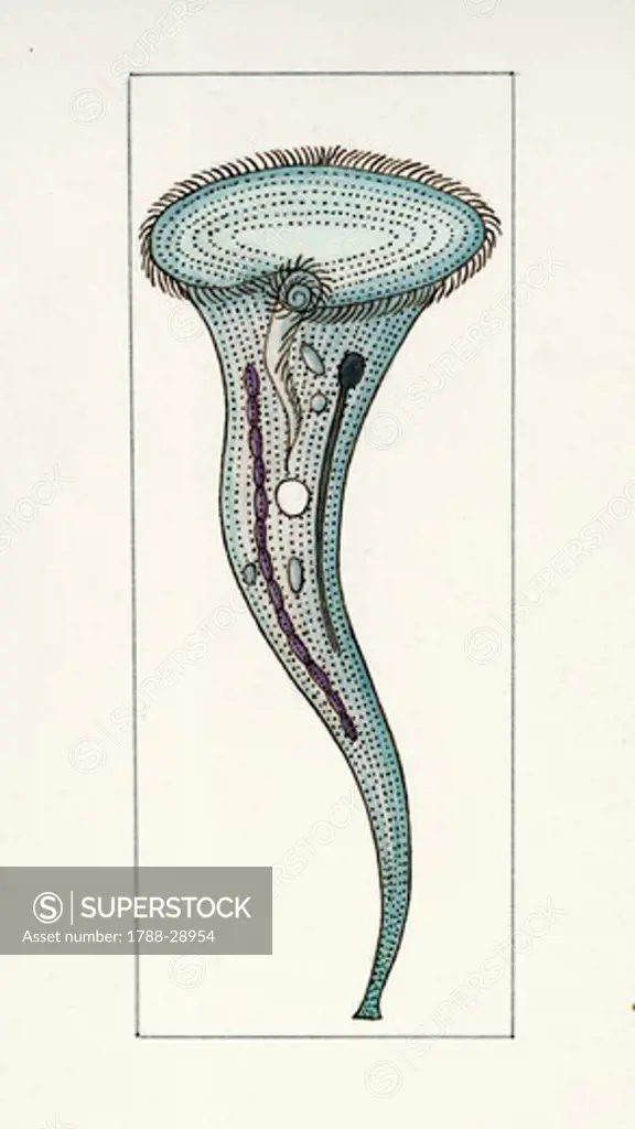 Biology - Symmetry - Ciliates - Stentor. Illustration.