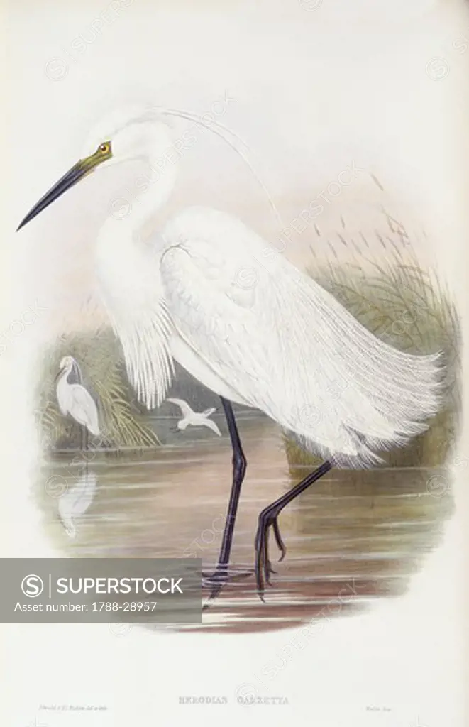 Zoology - Birds - Ciconiiformes - Little egret (Egretta garzetta). Engraving by John Gould.