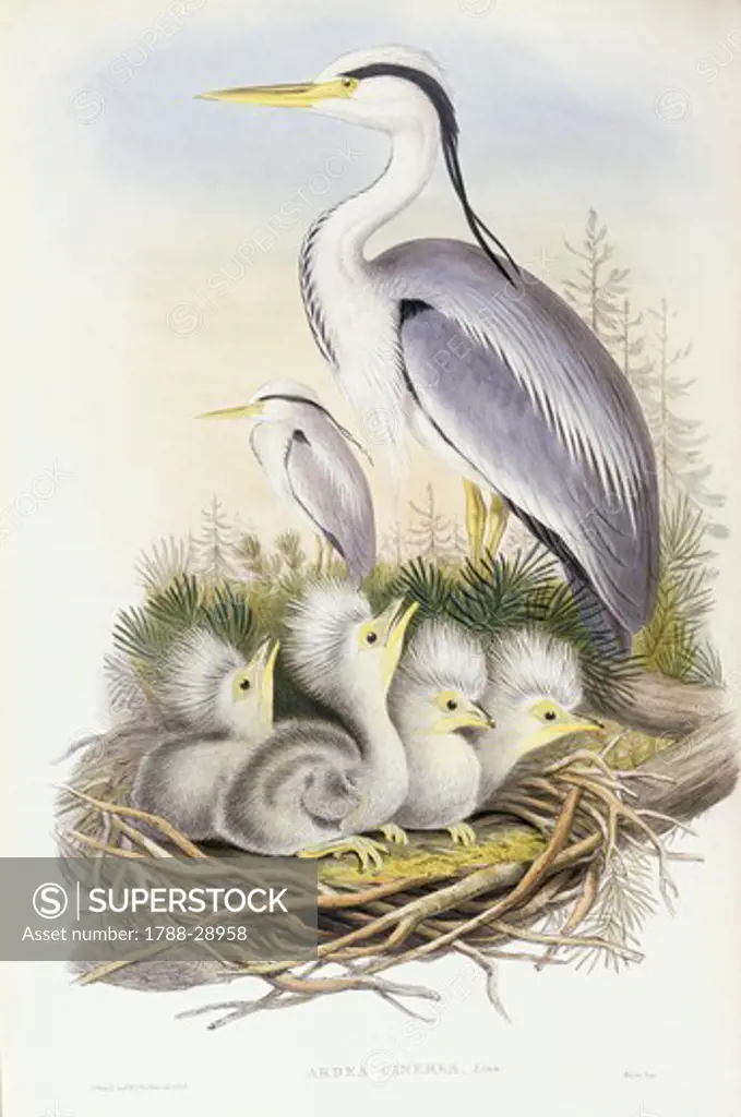 Zoology - Birds - Ciconiiformes - Grey heron (Ardea cinerea). Engraving by John Gould.