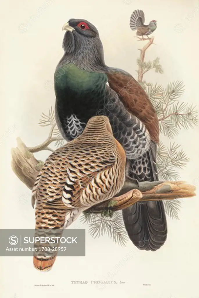 John Gould (1804-1881), The Birds of Great Britain, 1862-1873. Capercaillie (Tetrao urogallus). Colored engraving.