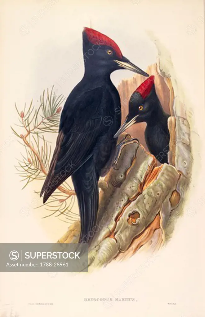 John Gould (1804-1881), The Birds of Great Britain, 1862-1873. Black Woodpecker (Dryocopus martius). Colored engraving.