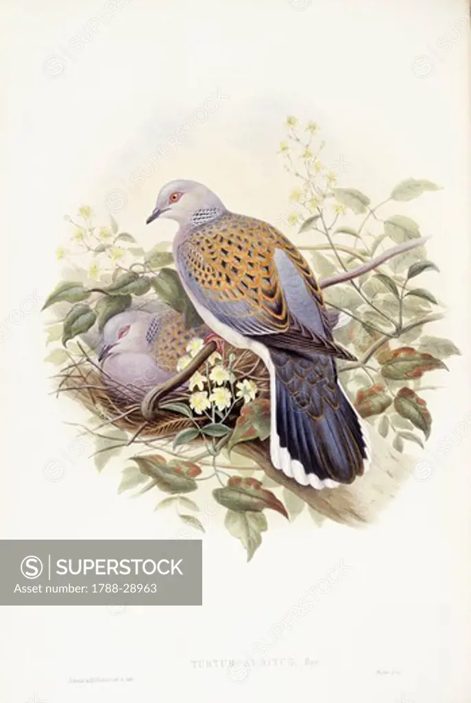 Zoology - Birds - Columbiformes - European turtle-dove (Streptopelia turtur). Engraving by John Gould.