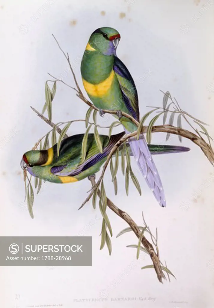 Zoology - Birds - Psittaciformes - Mallee ringneck (Platycercus or Barnardius barnardi). Engraving by John Gould.