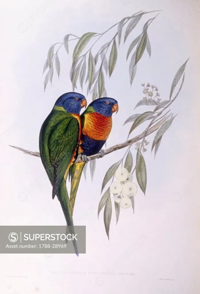 Zoology - Birds - Psittaciformes - Ornate lorikeet (Trichoglossus ornatus). Engraving by John Gould.