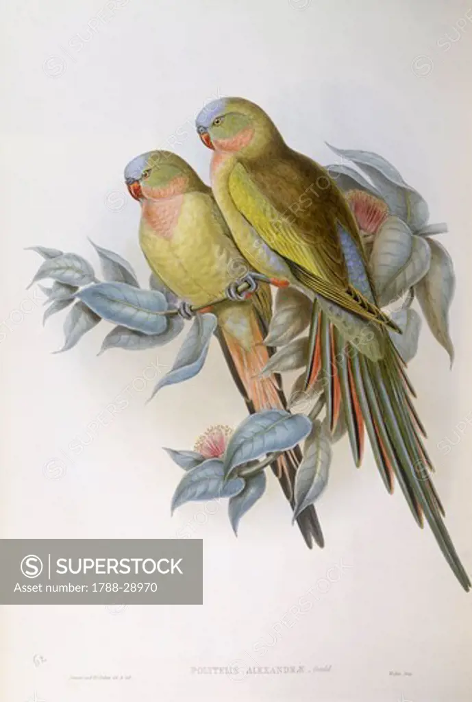 Zoology - Birds - Psittaciformes - Alexandra's parrot (Polytelis alexandrae). Engraving by John Gould.