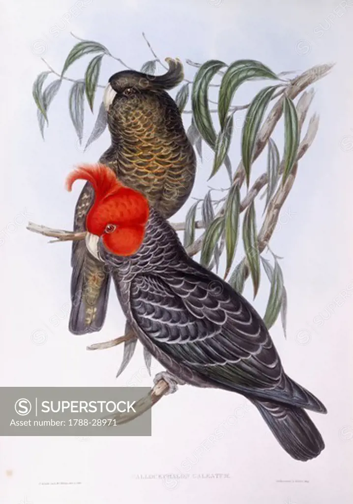 Zoology - Birds - Psittaciformes - Gang-gang cockatoo (Callocephalon galeatum).
