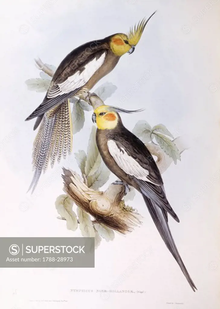 Zoology - Birds - Psittaciformes - Cockatiel (Nymphicus hollandicus). Engraving by John Gould.