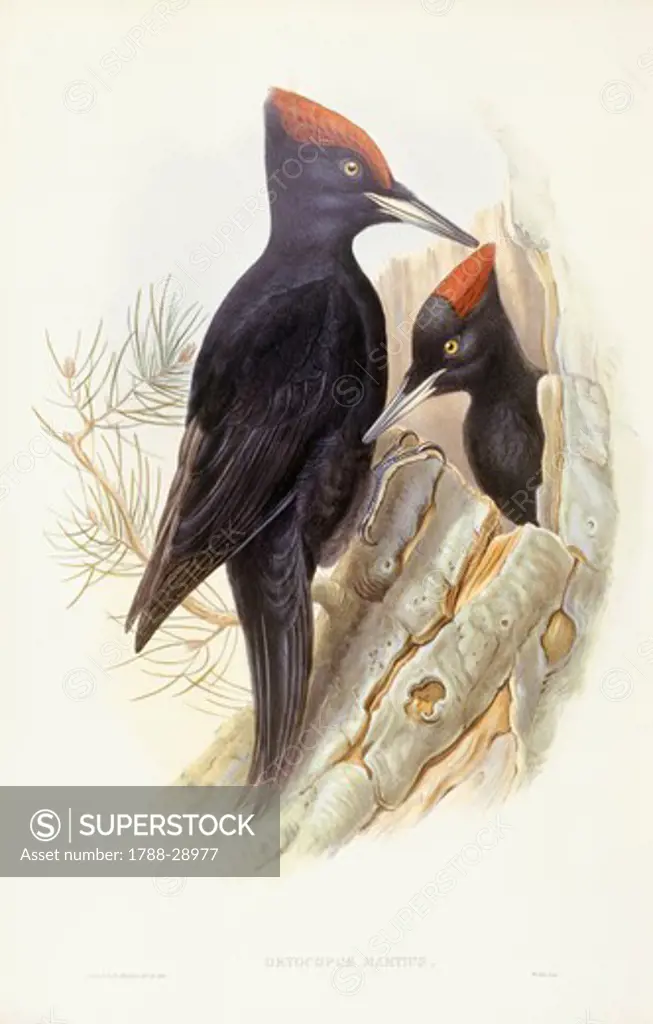 Zoology - Birds - Piciformes - Black woodpecker (Dryocopus martius). Engraving by John Gould.