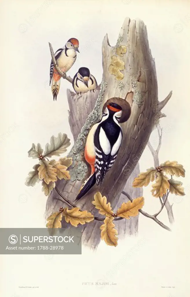 Zoology - Birds - Piciformes - Great spotted woodpecker (Dendrocopos major). Engraving by John Gould.