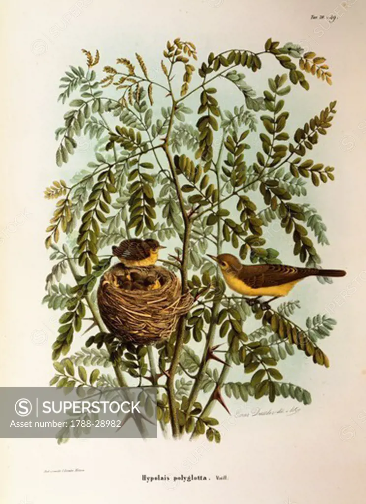 Eugenio Bettoni, Storia naturale degli uccelli che nidificano in Lombardia (Natural history of birds that nest in Lombardy) - Melodious Warbler (Hippolais polyglotta). Plate 79-49, engraving by Oscar Dressler (1865-1868).
