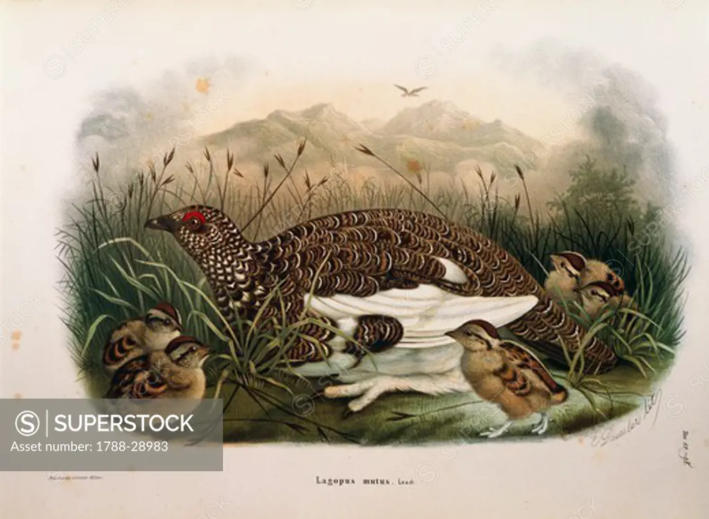 Eugenio Bettoni, Storia naturale degli uccelli che nidificano in Lombardia (Natural history of birds that nest in Lombardy) - Rock Ptarmigan (Lagopus muta). Plate 82-98, engraving by Oscar Dressler (1865-1868).