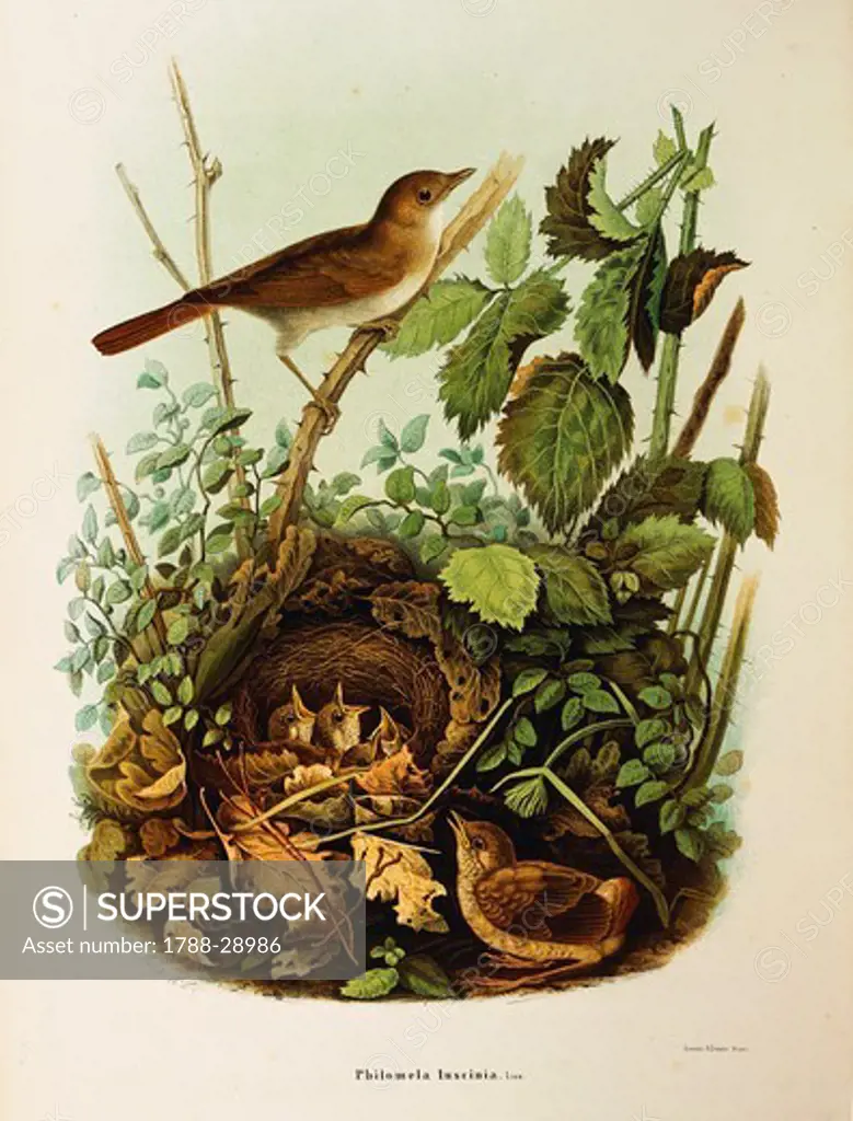 Eugenio Bettoni, Storia naturale degli uccelli che nidificano in Lombardia (Natural history of birds that nest in Lombardy) -  Nightingale (Luscinia megarhynchos). Plate 32-39, engraving by Oscar Dressler (1865-1868).