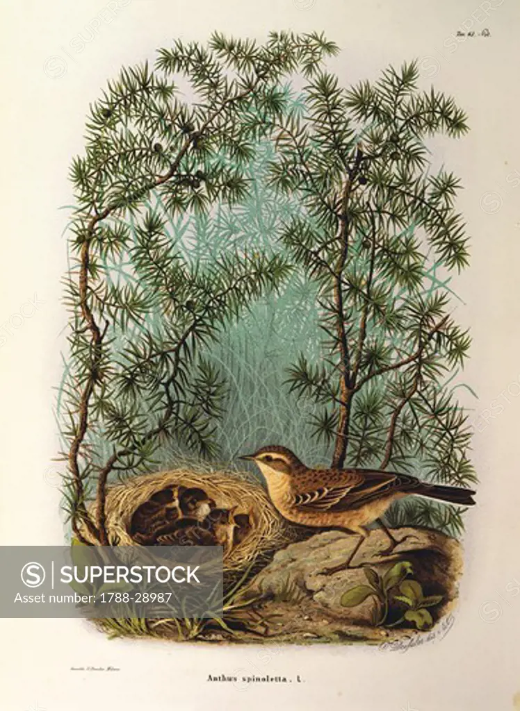 Eugenio Bettoni, Storia naturale degli uccelli che nidificano in Lombardia (Natural history of birds that nest in Lombardy) -  Water Pipit (Anthus spinoletta). Plate 63-64, engraving by Oscar Dressler (1865-1868).