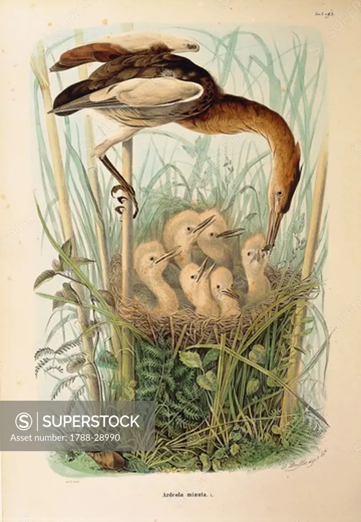 Eugenio Bettoni, Storia naturale degli uccelli che nidificano in Lombardia (Natural history of birds that nest in Lombardy) - Little Bittern (Ixobrychus minutus). Plate 3-93, engraving by Oscar Dressler (1865-1868).