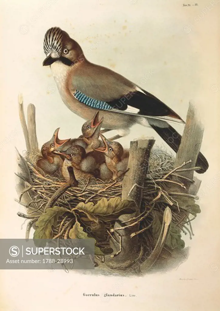Eugenio Bettoni, Storia naturale degli uccelli che nidificano in Lombardia (Natural history of birds that nest in Lombardy) - Eurasian Jay (Garrulus glandarius). Plate 24-14, engraving by Oscar Dressler (1865-1868).
