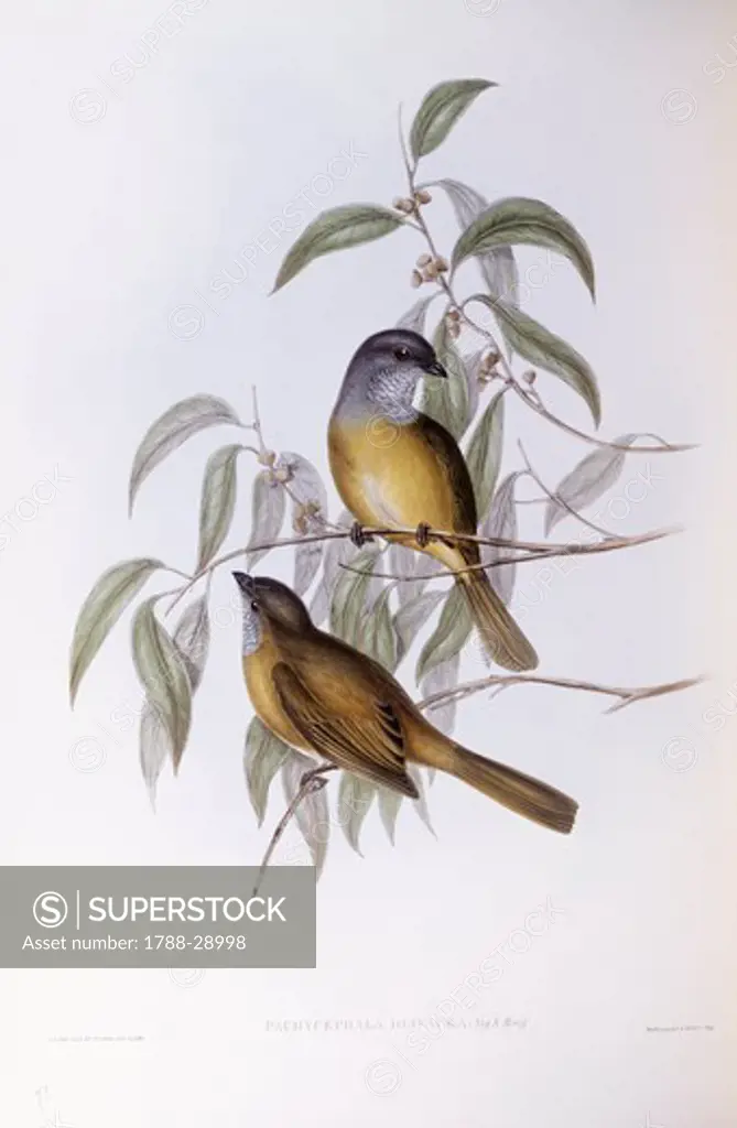 Zoology - Birds - Passeriformes - Olive whistler (Pachycephala olivacea). Engraving by John Gould.