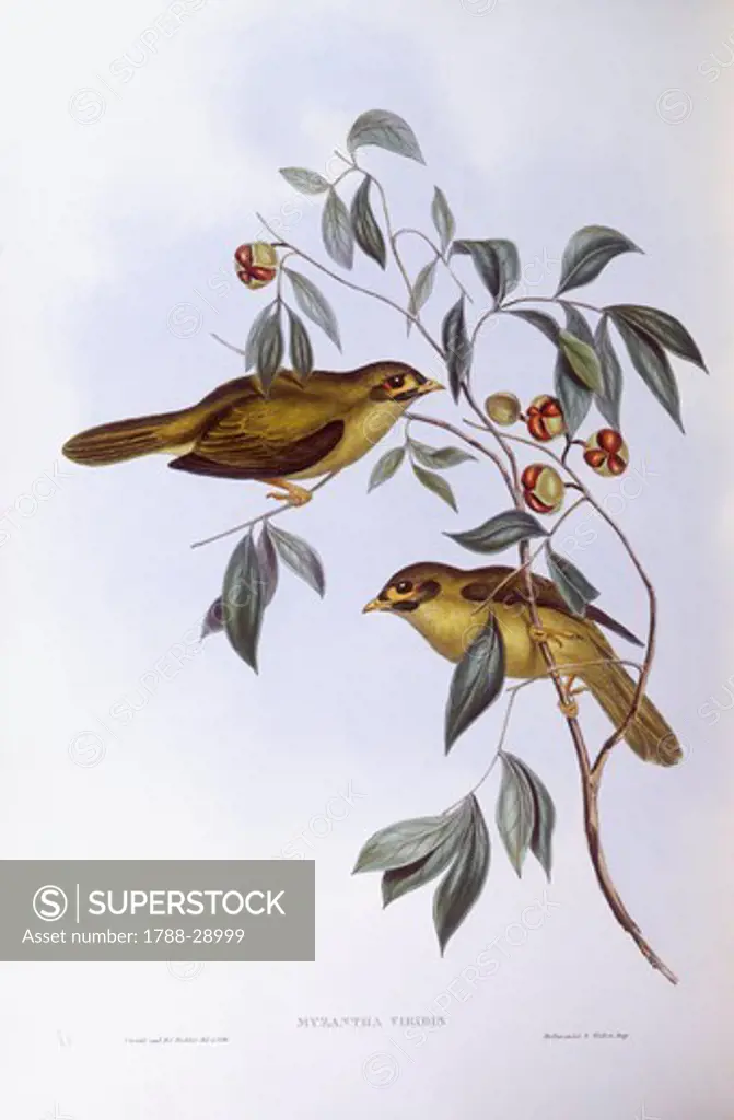 Zoology - Birds - Passeriformes - Bell miner (Manorina melanophrys). Engraving by John Gould.