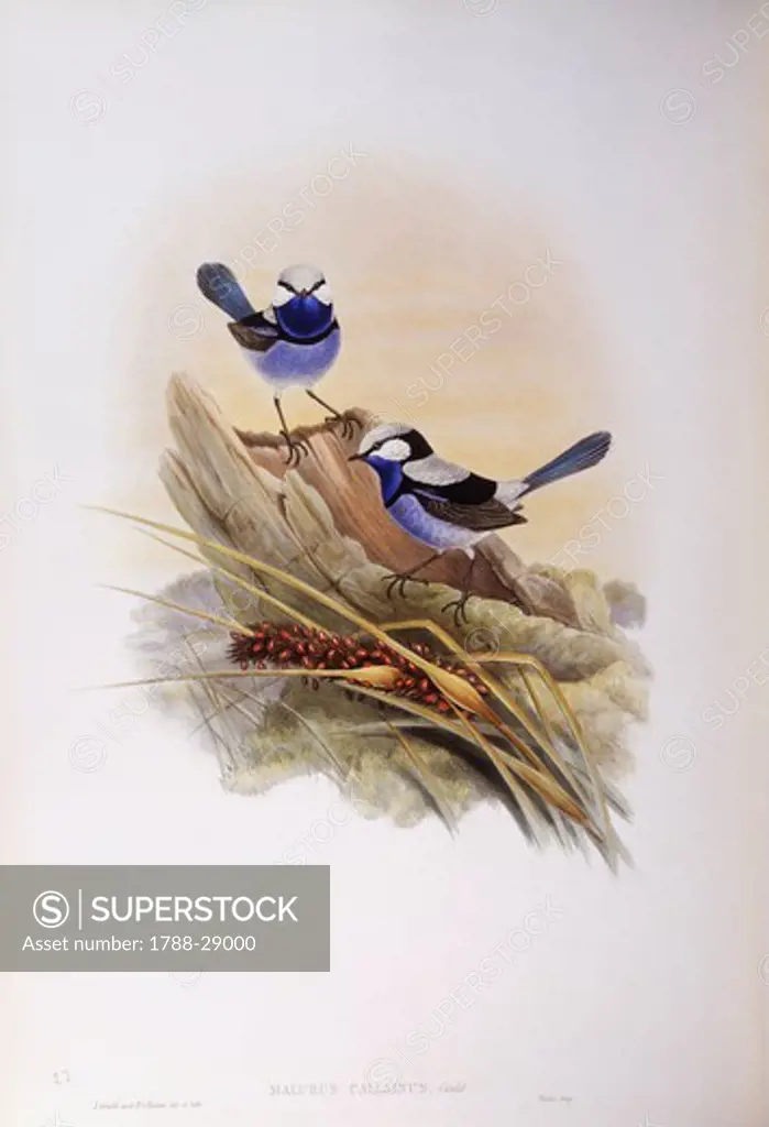 Zoology - Birds - Passeriformes - Splendid fairywren (Malurus splendens). Engraving by John Gould.