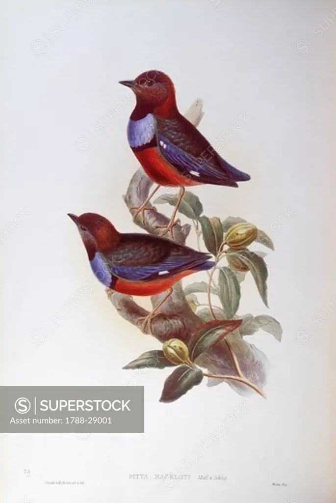 Zoology - Birds - Passeriformes - Red-bellied pitta (Pitta erythrogaster). Engraving by John Gould.