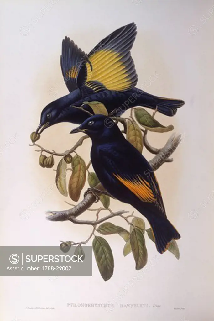 Zoology - Birds - Passeriformes - Satin bowerbird (Ptilonorhynchus violaceus). Engraving by John Gould.