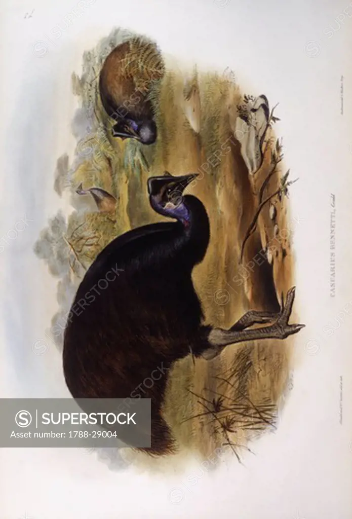 Zoology - Birds - Casuariiformes - Dwarf cassowary (Casuarius bennetti). Engraving by John Gould.