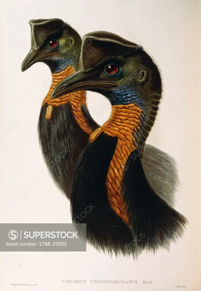John Gould (1804-1881), The Birds of Australia, 1840-1848 - Northern Cassowary (Casuarius unappendiculatus). Supplement, Plate 74, engraving, 1848.