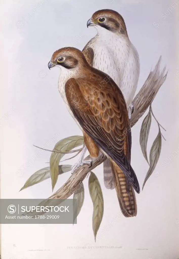 Zoology - Birds - Falconiformes - Brown falcon (Falco berigora occidentalis). Engraving by John Gould.