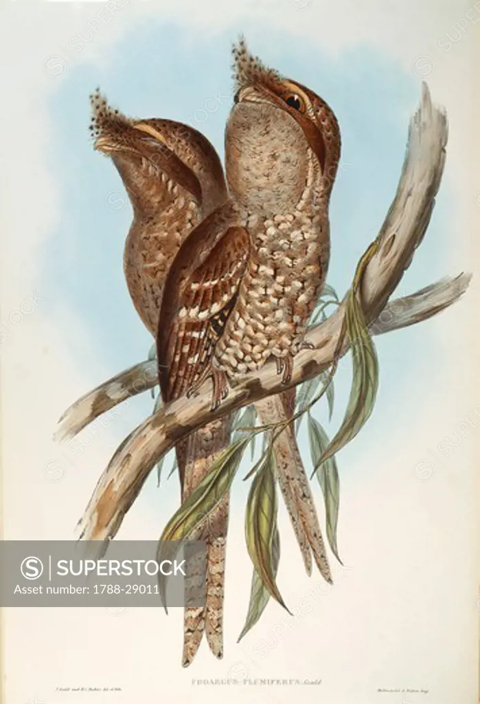 John Gould (1804-1881), The Birds of Australia, 1848 - Tawny Frogmouth (Podargus strigoides). Volume II, plate 6, colored engraving.