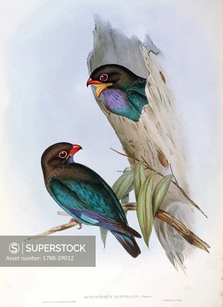 John Gould (1804-1881), The Birds of Australia, 1848 - Oriental Dollarbird (Eurystomus orientalis), Volume II, plate 17, engraving.