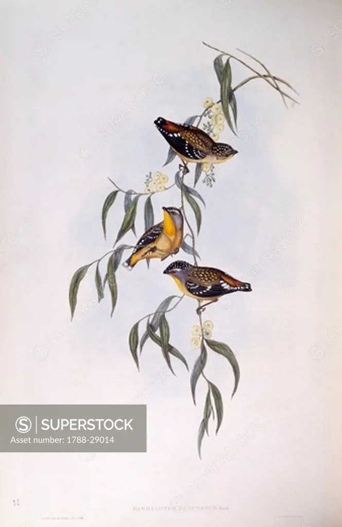 Zoology - Birds - Passeriformes - Spotted pardalote (Pardalotus punctatus). Engraving by John Gould.