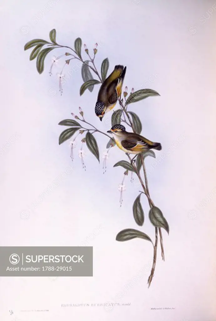 Zoology - Birds - Passeriformes - Red-browed pardalote (Pardalotus rubricatus). Engraving by John Gould.
