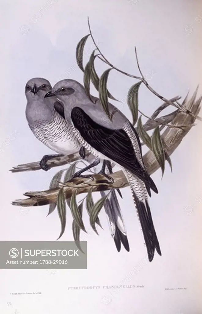 Zoology - Birds - Passeriformes - Ground cuckooshrike (Coracina maxima). Engraving by John Gould.