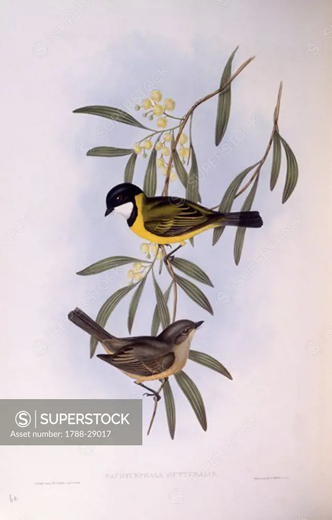 Zoology - Birds - Passeriformes - Black-tailed whistler (Pachycephala melanura). Engraving by John Gould.