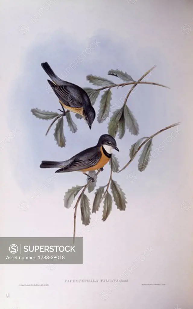 Zoology - Birds - Passeriformes - Rufous whistler (Pachycephala rufiventris). Engraving by John Gould.