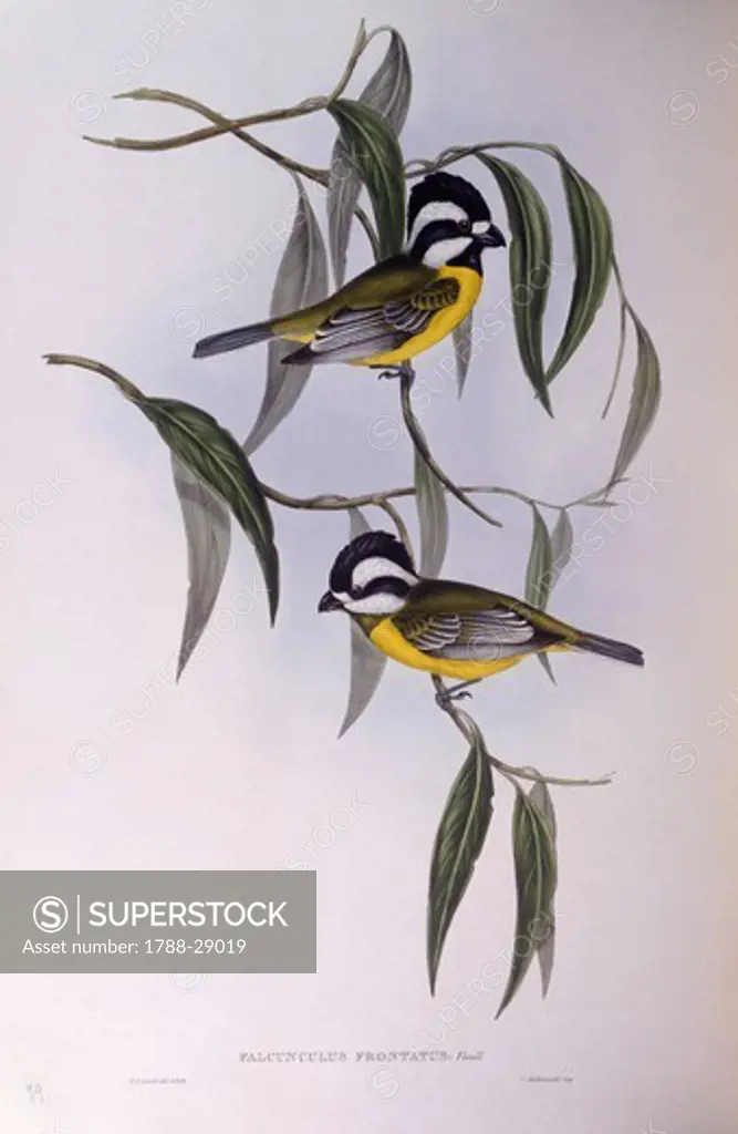 Zoology - Birds - Passeriformes - Crested shriketit (Falcunculus frontatus). Engraving by John Gould.
