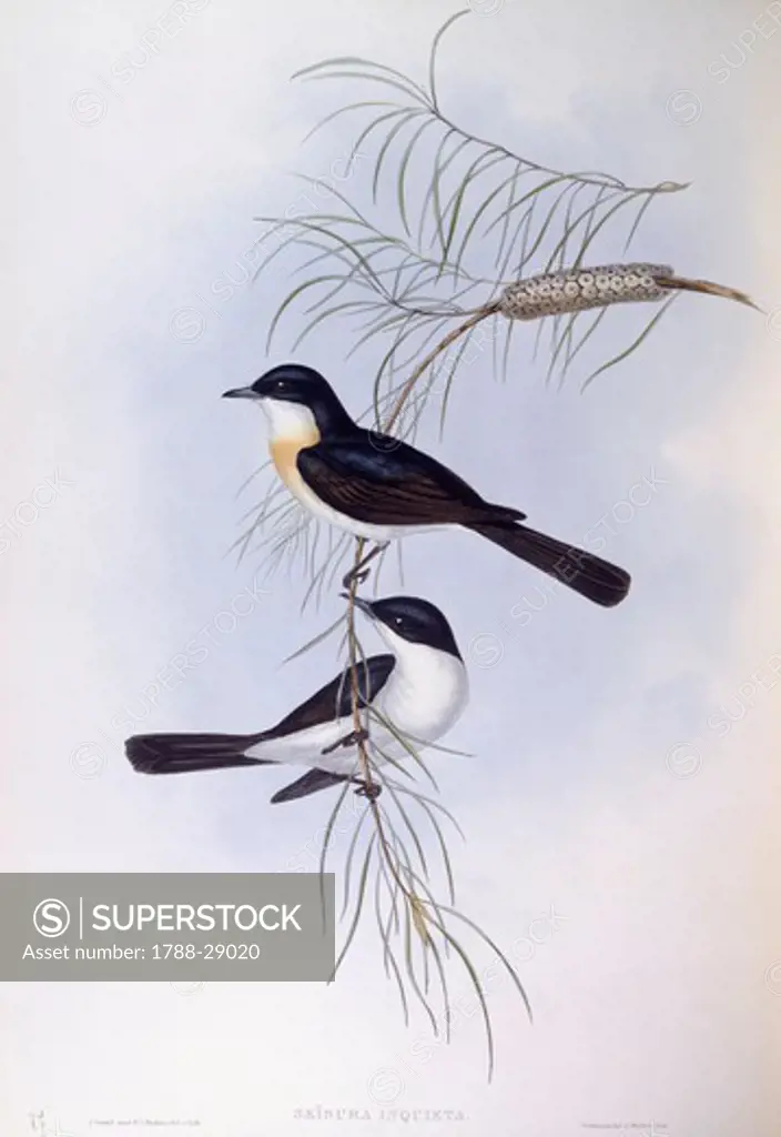 Zoology - Birds - Passeriformes - Restless flycatcher (Myiagra inquieta). Engraving by John Gould.