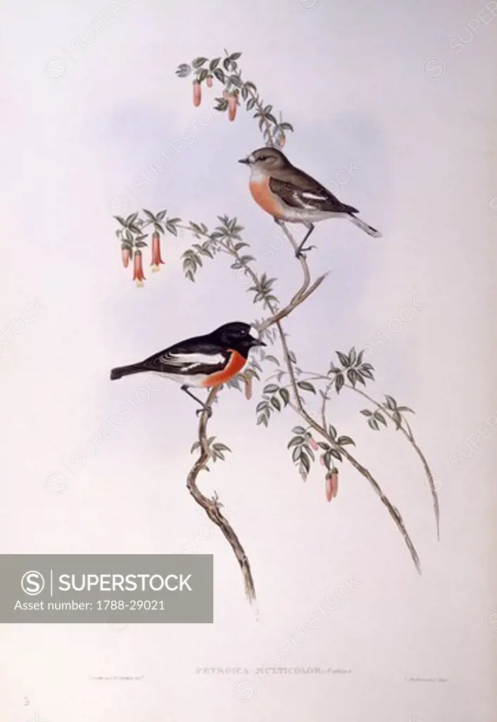 Zoology - Birds - Passeriformes - Scarlet robin (Petroica multicolor). Engraving by John Gould.