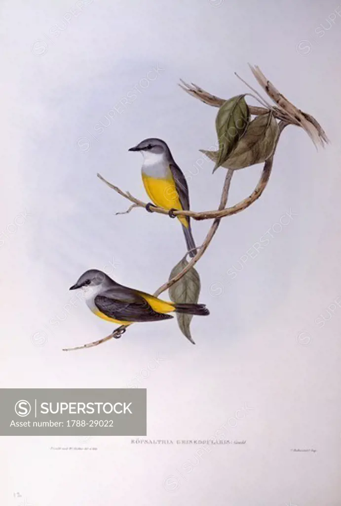 Zoology - Birds - Passeriformes - Grey-breasted robin (Eopsaltria griseogularis). Engraving by John Gould.