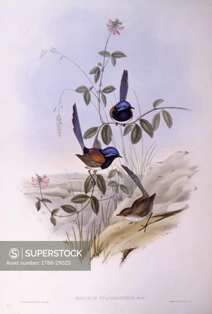 Zoology - Birds - Passeriformes - Blue-breasted fairywren (Malurus pulcherrimus). Engraving by John Gould.