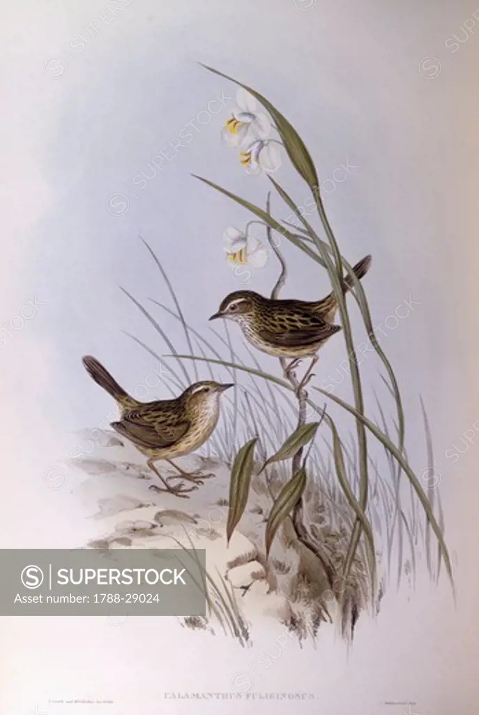 Zoology - Birds - Passeriformes - Striated calamanthus (Calamanthus fuliginosus). Engraving by John Gould.