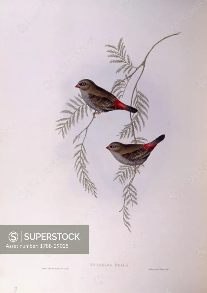 Zoology - Birds - Passeriformes - Beautiful firetail (Stagonopleura bella). Engraving by John Gould.