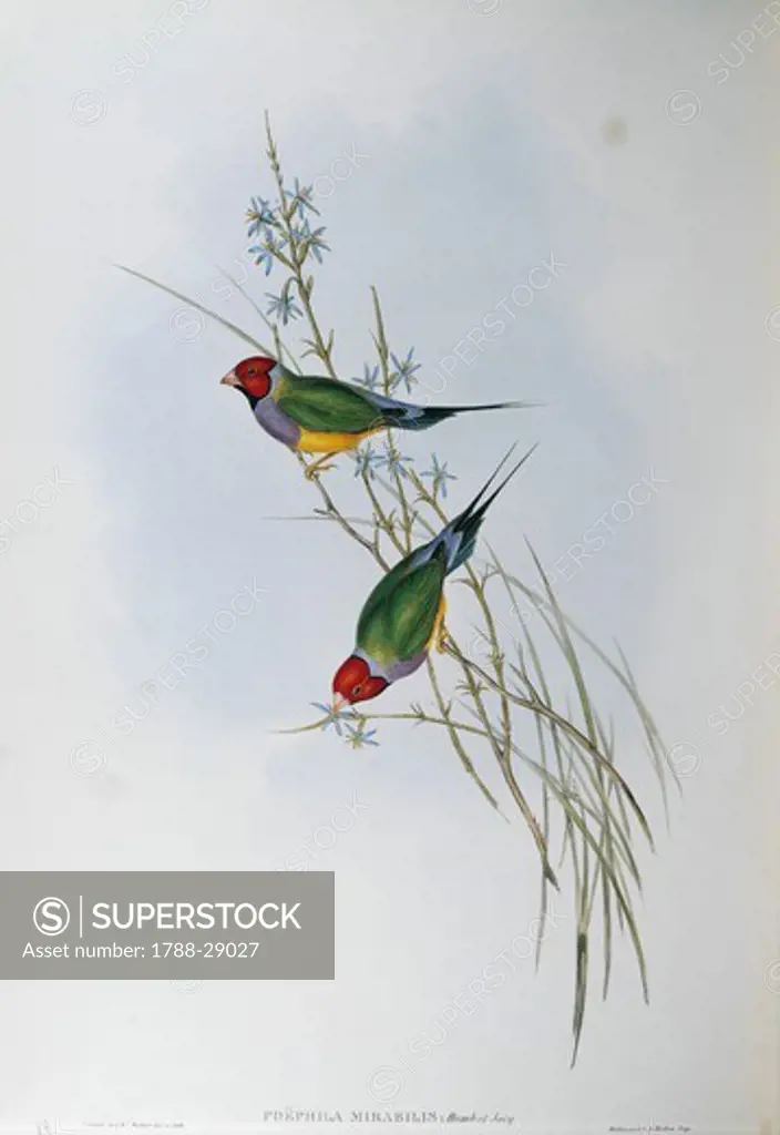 John Gould (1804-1881), The Birds of Australia, 1848 - Gouldian Finch (Chloebia gouldiae). Volume III, plate 89, engraving.