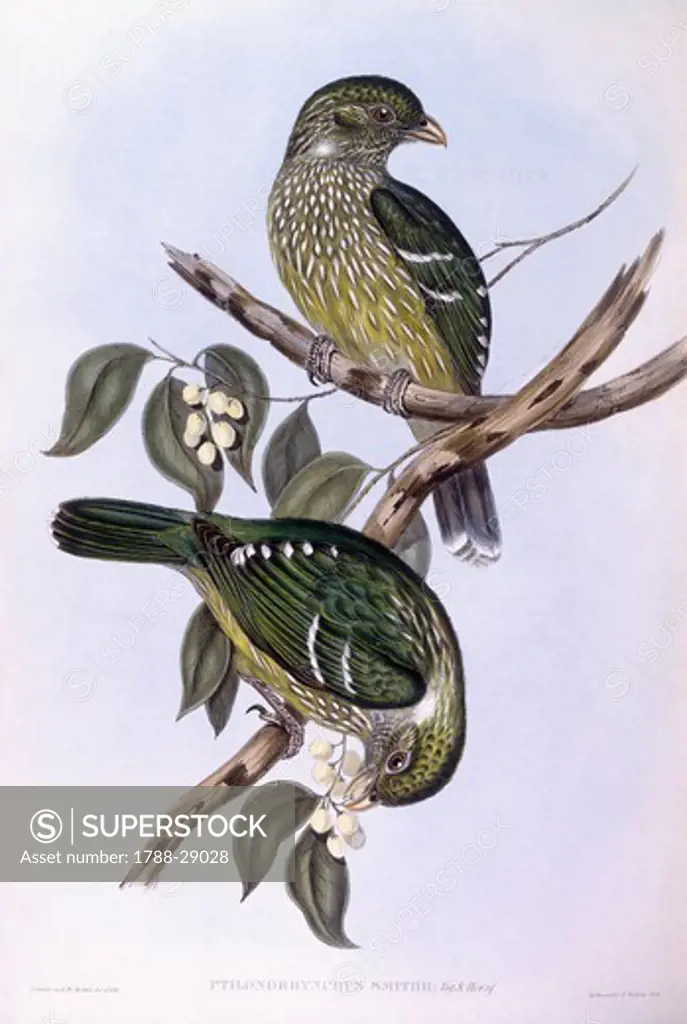 Zoology - Birds - Passeriformes - Green catbird (Ailuroedus crassirostris). Engraving by John Gould.