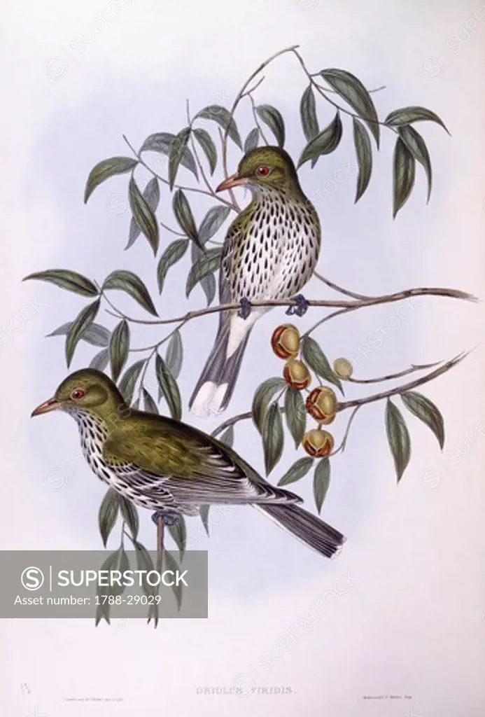 Zoology - Birds - Passeriformes - Olive-backed oriole (Oriolus sagittatus). Engraving by John Gould.
