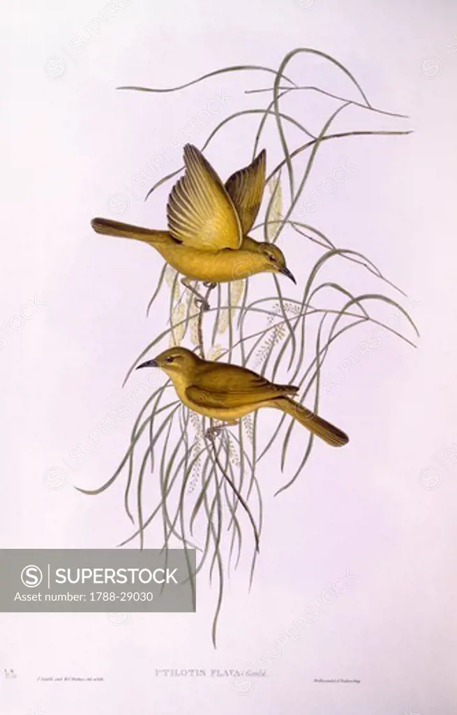 Zoology - Birds - Passeriformes - Yellow honeyeater (Lichenostomus flavus). Engraving by John Gould.