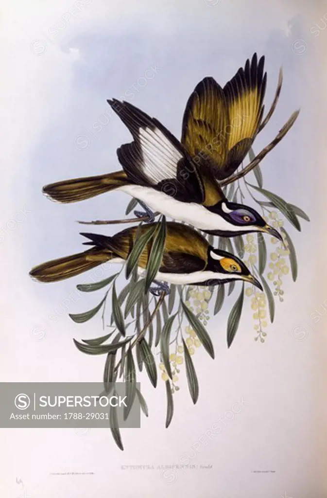 Zoology - Birds - Passeriformes - Blue-faced honeyeater (Entomyzon cyanotis). Engraving by John Gould.