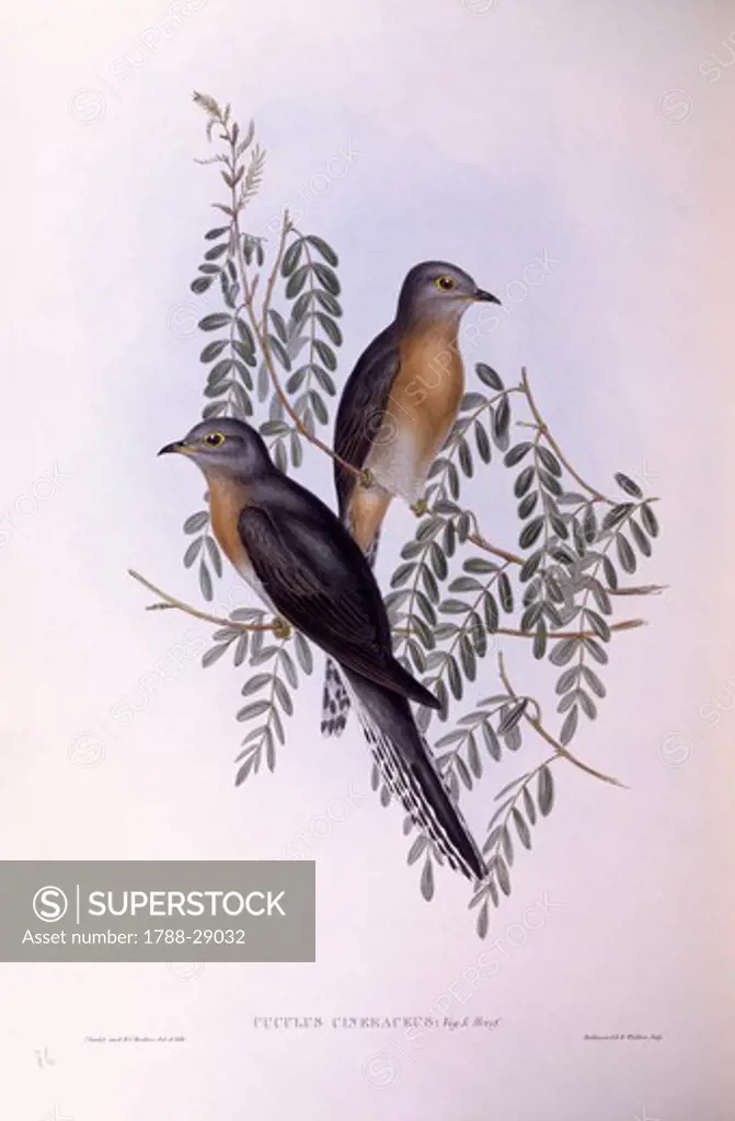 Zoology - Birds - Cuculiformes - Fan-tailed cuckoo (Cacomantis flabelliformis). Engraving by John Gould.