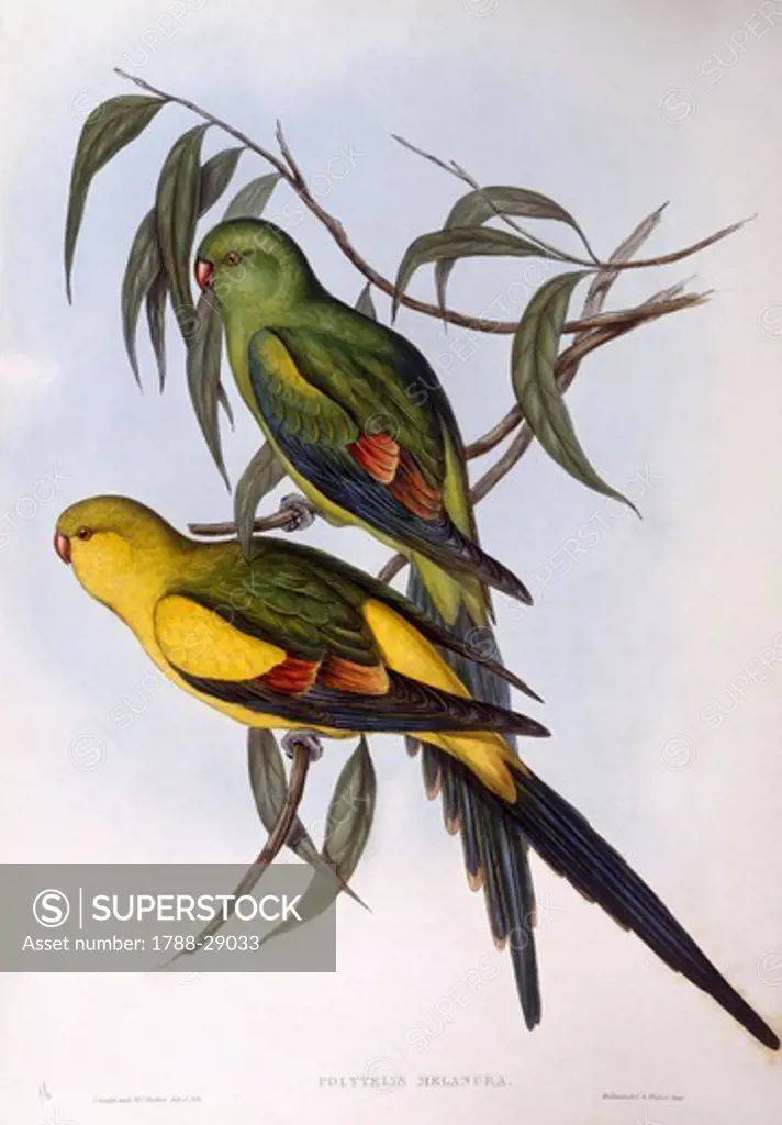 Zoology - Birds - Psittaciformes - Regent parrot (Polytelis anthopeplus). Engraving by John Gould.