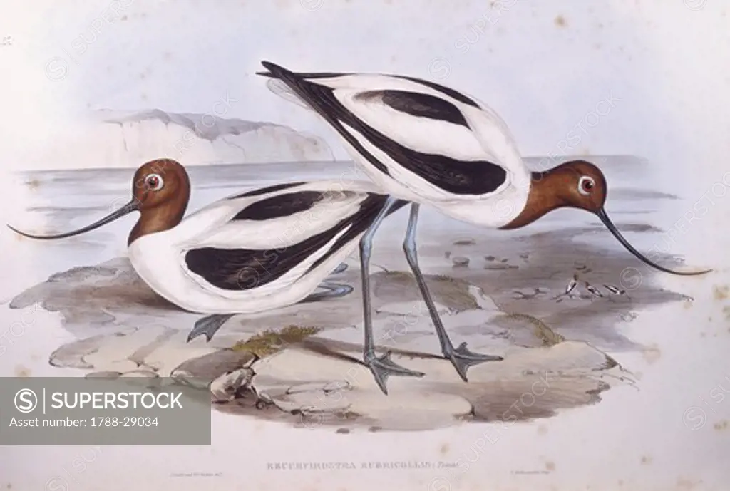 Zoology - Birds - Charadriiformes - Red-necked avocet (Recurvirostra novaehollandiae). Engraving by John Gould.