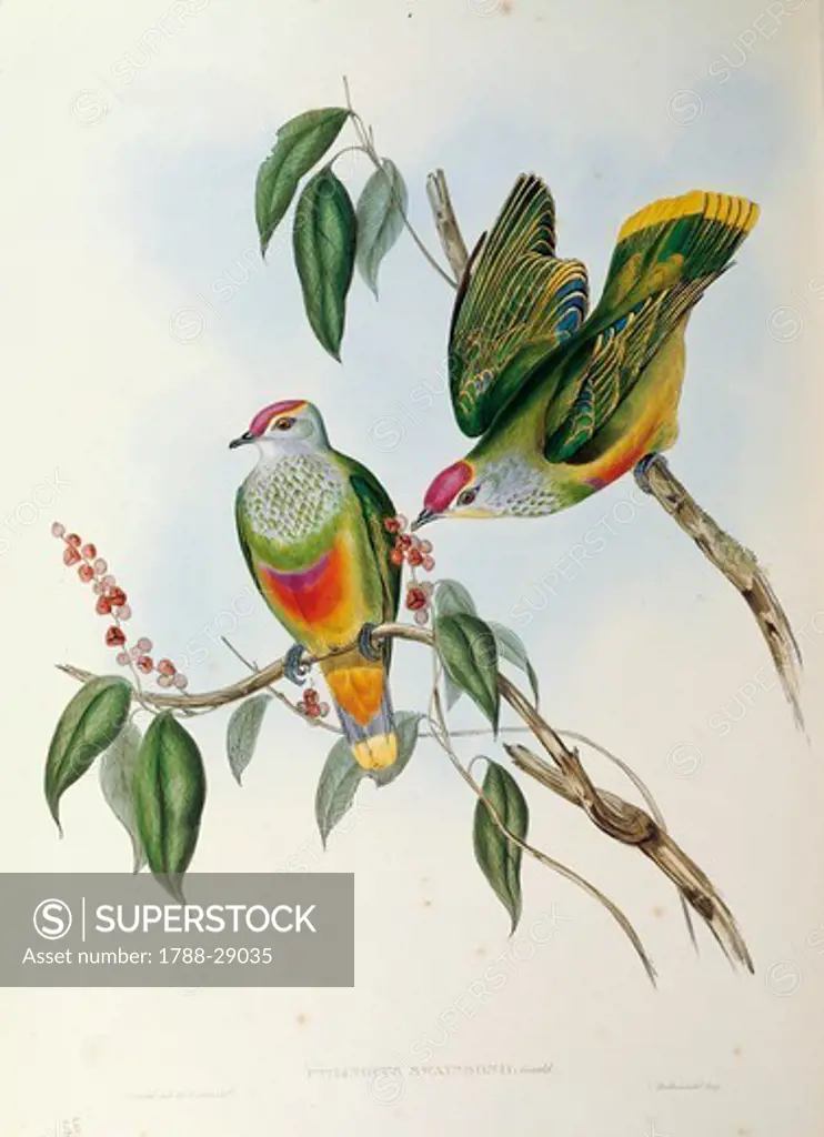 John Gould (1804-1881), The Birds of Australia, 1848 - Rose-crowned Fruit Dove (Ptilinopus regina), Volume V, plate 55, engraving.